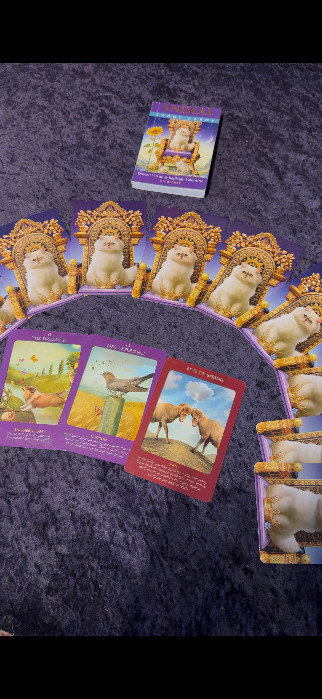 Animal Tarot Cards : A 78-Card Deck and Guidebook (display stock)