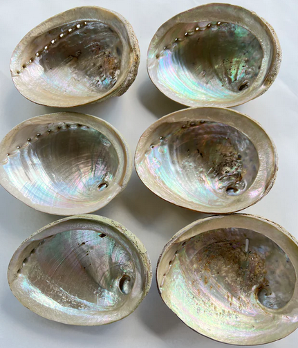 Abalone Shells