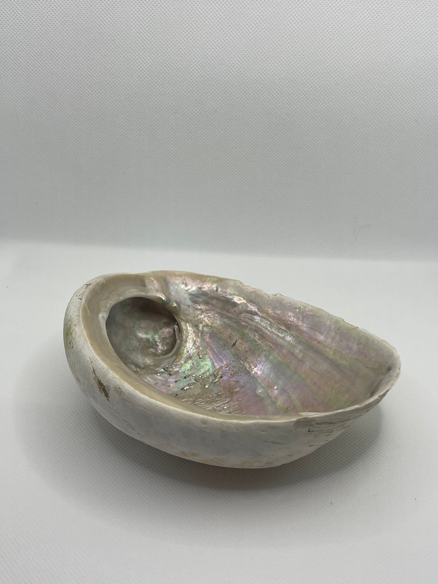 Abalone Shells