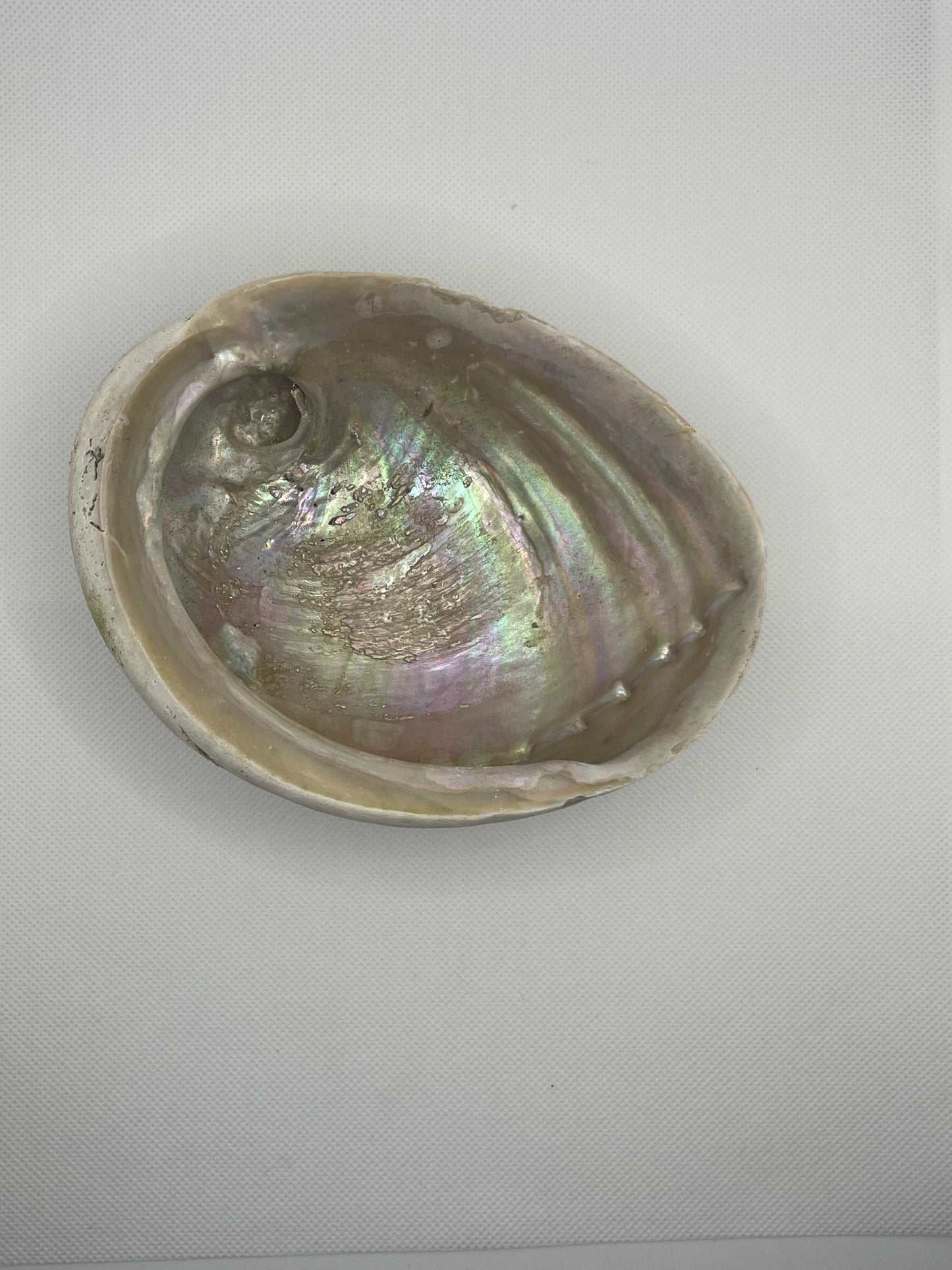 Abalone Shells