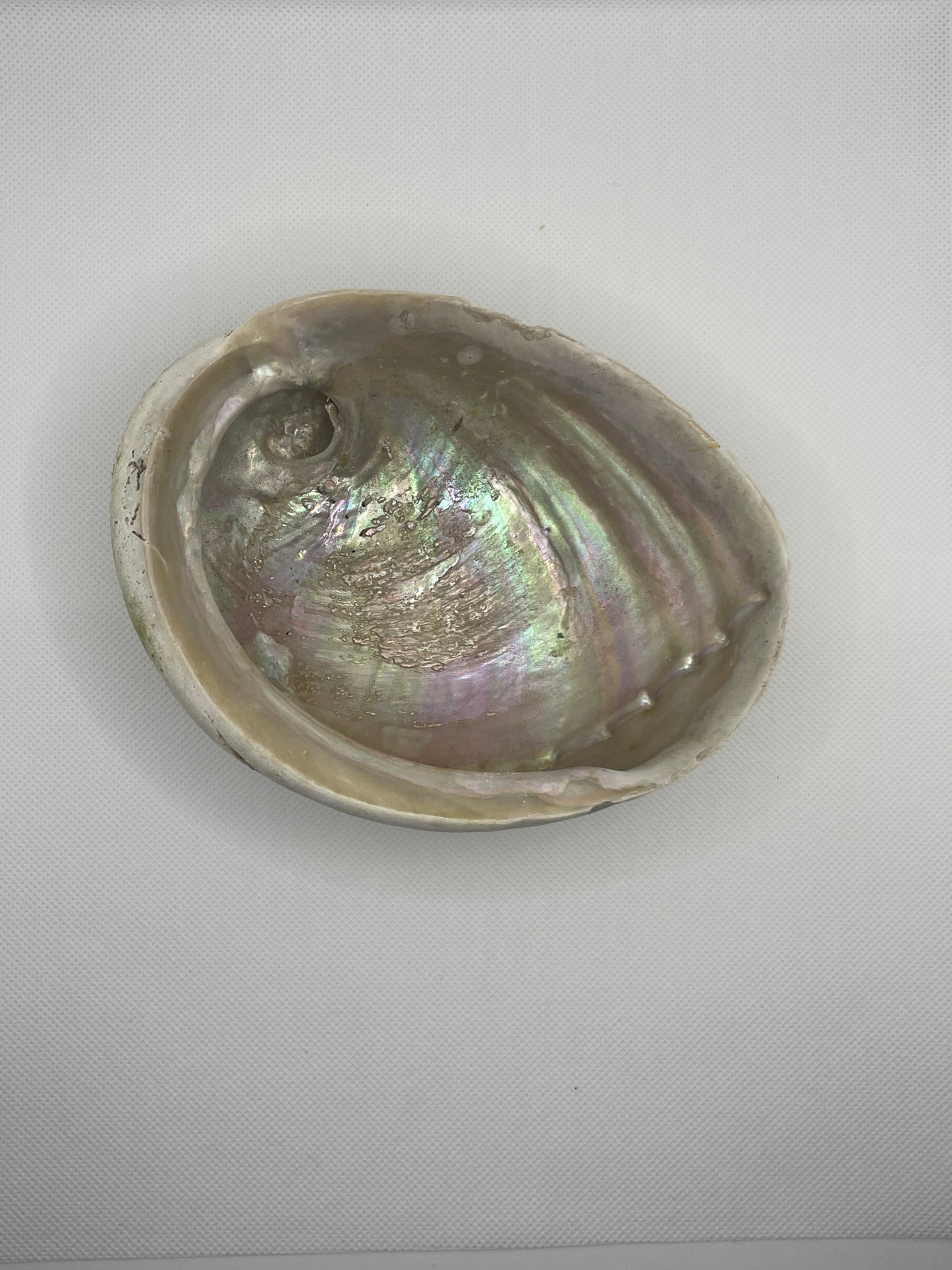Abalone Shells